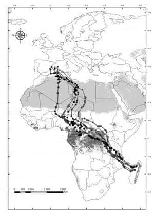 Cliquer pour agrandir. Migration automnale de six faucons jusqu’à Madagascar. © Pascual Lopez <em>et al.</em> / SINC