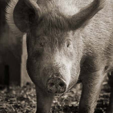 La concentration de porcs génère une concentration de pollution, sous forme de lisier, dans les élevages industriels. © Keith Marshall CC by-nc-sa
