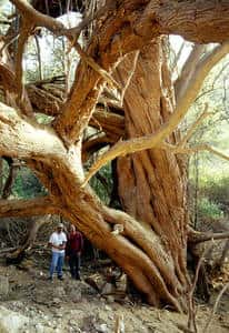 <em>Prosopis sp.</em>, le caroubier américain, un arbre providentiel pour l'agriculture nazca mais dont les Nazcas eux-mêmes ont mal compris les effets sur l'environnement. (Cliquer sur l'image pour l'agrandir.) © David Beresford-Jones