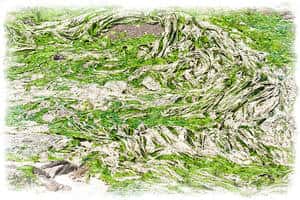 Lorsqu'elles se décomposent, les algues vertes dégagent une odeur d'oeufs pourris des plus désagréables. © Ludo29880 CC by-sa