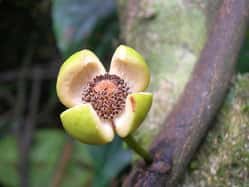 <em>Uvariopsis bisexualis</em>, un arbre de la famille des annonacées (celle de l'Ylang-Ylang), ne vit qu'en Tanzanie. L'expansion de l'agriculture dans les forêts où il pousse en réduit le territoire. Il est considéré comme en danger. © Quentin Luke