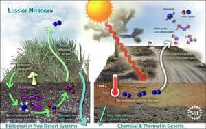 Cliquer pour agrandir. Les deux mécanismes de perte de l’azote du sol : biologique (à gauche) et abiotique (à droite). Le premier fait intervenir des microorganismes qui transforment l’ammoniaque (ion ammonium, NH<sub>4</sub><sup>+</sup>)en azote gazeux (diazote, <em>nitrogen</em> en anglais). Le second fait intervenir les fortes chaleurs, qui rendent les microorganismes inactifs, pour transformer l’azote en composés volatiles (oxydes d’azote et autres). © Zina Deretsky/<em>National Science Foundation</em>