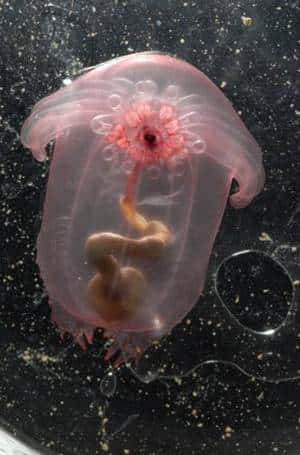 Ce concombre de mer transparent vit à 2.750 m de profondeur dans le golfe du Mexique. Il se nourrit des sédiments riches en détritus. © Larry Maddin / <em>Woods Hole Oceanographic Institution</em>