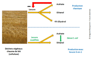 Cliquer pour agrandir. Synthèse simplifiée de bioéthanol à partir de déchets agricoles, à l'aide de la levure <em>Saccharomyces cerevisiae</em> conventionnelle (en haut) et après sa modification génétique (en bas). Lors d'une fermentation classique, la production d'acétate inhibe la réaction et une partie de sucres est transformée en glycérol. Avec la levure modifiée, l'acétate est transformé en éthanol et il n'y a pas de production de glycérol. © G. Macqueron/Futura-Sciences