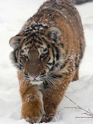 Le tigre de Sibérie, de plus en plus seul, doit parcourir de longues distances pour pouvoir rencontrer ses partenaires et se reproduire. © flickkerphotos CC by-nc-sa