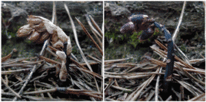 Cliquer pour agrandir. Un plant de <em>Monotropsis odorata</em> avec ses bractées-camouflage, à gauche, et sans, à droite. Les fleurs pourpres se détachent de l’environnement brun clair. © M. R. Klooster