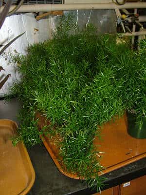 L’asperge de Spenger (<em>Asparagus densiflorus</em>) est une plante ornementale appréciée pour son l’allure étrange. Elle le sera bientôt aussi pour ses vertus dépolluantes. ©UGA