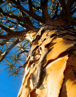 Le kokerboom (soit arbre carquois en français) est endémique de l'Afrique du Sud et de la Namibie. Il peut vivre jusqu'à 350 ans. © Wendy Foden