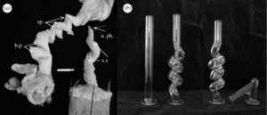 En A, appareil génital du canard domestique (<em>Anas sp</em>.). A droite, celui du mâle, spiralé dans sens horaire, à gauche celui de la femelle, spiralé dans le sens antihoraire et avec des culs-de-sac (zones b.p.) à proximité de l’entrée du cloaque (cl.). En B, les tubes de verre utilisés pour tester la pénétration du pénis. Les deux de droite correspondent à la forme des vagins. © Brennan, Clark et Prum / Yale