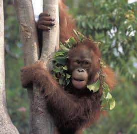 Un jeune orang-outan, la plus grande espèce de primate arboricole, au mode de vie discret et solitaire. (<em>Pongo pygmaeus</em>). Photo extraite de <a href="//www.futura-sciences.com/galerie_photos/showphoto.php/photo/1550" target="_blank">notre galerie sur les grands singes</a>.
