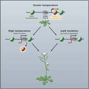 Cliquer pour agrandir. A basse température, l’ADN enroulé autour des nucléosomes à base d’histone H2A.Z est inaccessible à l’ADN polymérase. Chez les mutants déficients en cette protéine, ou sous l’effet de la chaleur qui réduit leur nombre et décompacte l’ADN, les gènes deviennent accessibles. L’expression de ces gènes définit alors la croissance de la plante en conditions chaudes. © S. Vinod Kumar et Philip Wigge / <em>John Innes Centre</em>