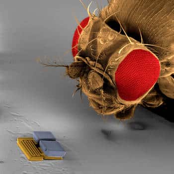 Une mouche dubitative devant un Mems (<em>Micro-Electro-Mechanical Systems</em>) de 300 micromètres de longueur mis au point par l'équipe suisse ETH Zurich qui a participé à la RoboCup 2009. © ETH Zurich