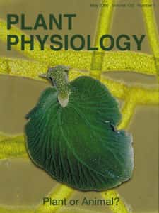 <em>Elysia chlorotica </em>et son apparence de feuille, une plante ou un animal ? © <em>Plant Physiology</em>