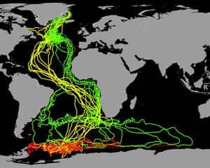 Cliquer pour agrandir. Carte des migrations des sternes arctiques. En vert, le voyage d’automne avec sa bifurcation au niveau de l’Equateur entre l’Amérique du sud et l’Afrique. En rouge, les déplacements pendant l’hiver et en jaune, le voyage du printemps avec sa forme de « S » caractéristique. © Carsten Egevang