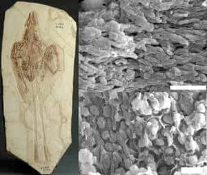 A gauche, le fossile de <em>Confuciusornis</em> dans lequel ont été retrouvés des mélanosomes, repérés au microscope électronique à balayage et montrés dans les deux images à droite. En haut, des eumélanosomes, reconnaissables à leur forme allongée, et dont on pense qu'ils contenaient, comme chez les animaux actuels, des pigments noirs. En bas des pheomélanosomes sphériques abritant probablement des pigments de couleur brune ou orangée. © <em>Institute of Vertebrate Paleontology and Paleoanthropology</em>, Beijing (fossile de <em>Confuciusornis</em>), <em>University of Bristol</em> (mélanosome)