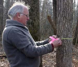 L’écologiste forestier Geoffrey Parker en train de mesurer le diamètre d’un arbre près du <em>Smithsonian Environmental Research Center</em>. © Serc
