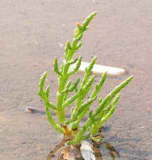 Un plant de salicorne, les pieds dans l’eau salée. © M. Buschmann CC by-sa