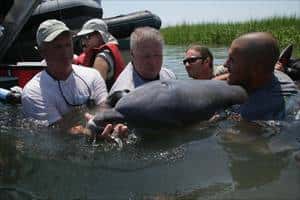 Après avoir été étudié et marqué, ce dauphin va être relâché. © NOAA