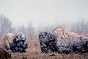 Cliquer pour agrandir. La survie des populations de bisons sauvages dépend de nombreux facteurs, dont la limitation de leur habitat, qui doit être très étendue, et la rigueur des hivers. © <em>University of Calgary</em>