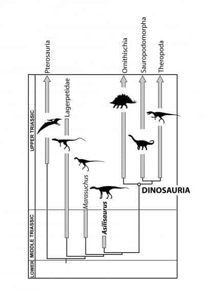 Sur cet arbre phylogénétique, l'<em>Asilisaurus</em> apparaît clairement comme un cousin des dinosaures faisant partie d'une lignée ayant divergé des ancêtres des dinosaures au début du Trias moyen. D'autres reptiles du Trias, comme les ptérosaures, pourraient être eux aussi apparus plus tôt qu'on ne l'imaginait. Crédit : S. Nesbitt