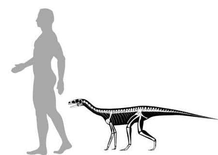 <em>Asilisaurus kongwe </em>devait peser entre 10 et 30 kg pour une hauteur comprise entre 50 cm et 1 m. Sa longueur devait être comprise entre 1 et 3 mètres. Ce n'est pas un ancêtre des dinosaures. Crédit : S. Nesbitt