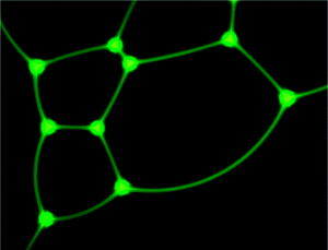Vue en coupe de l’écume. Les lignes vertes sont les parois des bulles et les points verts sont les bords de Plateau, ces micro-canaux qui concentrent les enzymes et les produits de la photosynthèse artificielle. © <em>American Chemical Society</em> 2010