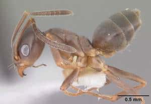 La fourmi odorante (<em>Tapinoma sessile</em>), l’une des fourmis indigènes les plus communes dans les maisons américaines. © April Nobil / AntWeb / Eol CC by-nc-sa 1.0