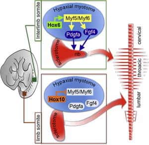 Au niveau du myotome de la région de la cage de thoracique de l’embryon de souris (en gris à gauche), les gènes Hox6 activent les gènes Myf5 et Myf6 qui induisent la formation des côtes par le sclérotome. Au niveau de la région lombaire, le rôle des gènes Hox10 est prédominant. En inhibant les gènes Myf5 et Myf6 du myotome, ils évitent la formation de côtes dans cette région du corps de la souris. © T. Vinagre <em>et al</em>.