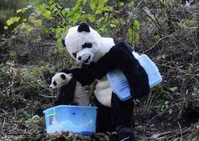 Le « panda géant » prend le bébé pour pouvoir effectuer des mesures. © DR