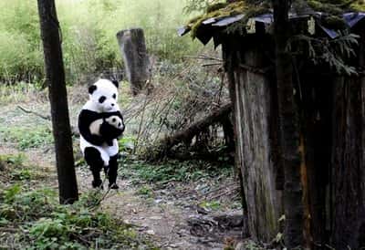 Le scientifique dévoué porte le bébé panda jusqu'au refuge pour le nourrir. © DR