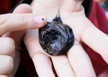 Claire Nouvian tient un « diable noir » (<em>Melanocetus johnsoni)</em> dans ses mains. Ce petit poisson, qui peut atteindre la taille de 20 cm, vit entre 1.000 et 4.000 mètres de profondeurs. N'ayant pas de valeur commerciale, il sera rejeté mort à la mer, une fois remonté à bord du chalutier. © Claire Nouvian