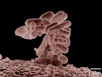 À la découverte du monde des bactéries. Ici, <em>Escherichia coli</em> - grossissement x 10.000. © Domaine public