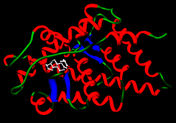 Un récepteur des androgènes lié à la testostérone. On montre ici la structure secondaire d'un récepteur en rouge, vert et bleu avec le stéroïde en blanc. © Tim Vickers, domaine public