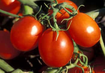 Tomate olivette © Penny Greb USDA ARS, DP
