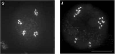 <br />Photo G : répartition des chromosomes entre les quatre cellules issues d'une méiose normale chez <em>Arabidopsis thaliana</em> : chaque cellule sexuelle a bien reçu cinq chromosomes. (C) Raphaël Mercier, INRA
