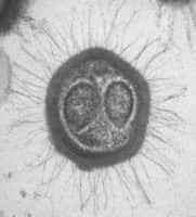Image d'un <em>Mimivirus</em> en microscopie électronique (approx. X 200.000)<br />Crédit : &copy; CNRS photothèque - D. Raoult, N. Aldrovandi.