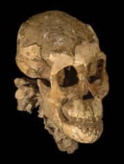 Le crâne de Selam a été complètement dégagé et le scanner a montré des dents de lait. À l'âge adulte, les australopithèques avaient un cerveau de taille semblable à celui des grands singes actuels. © Zeresenay Alemseged <em>et al.</em>, <em>Nature</em>