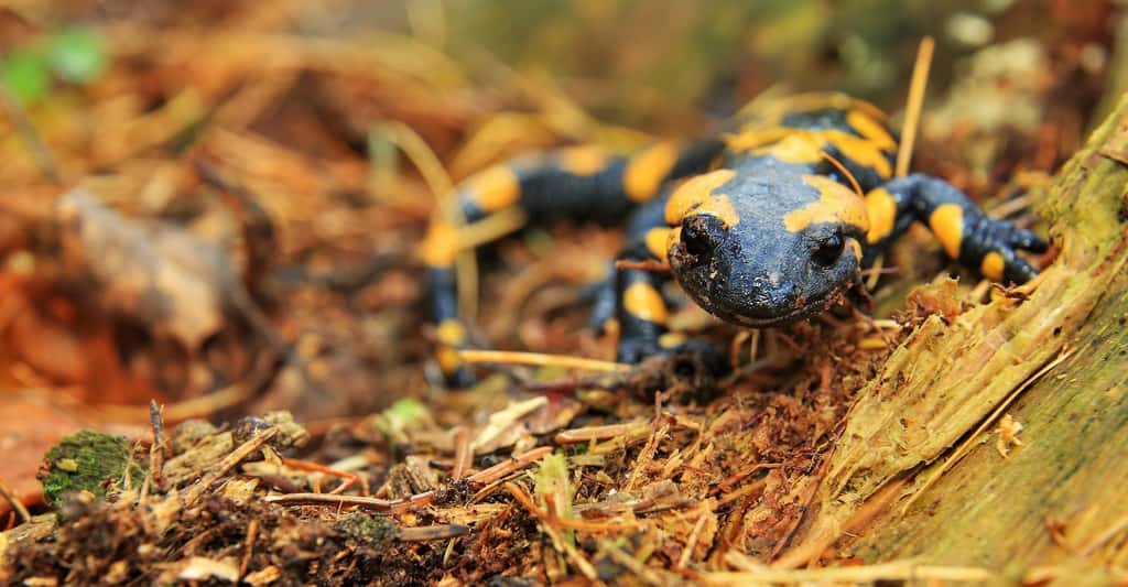Le domaine de la salamandre s'étend du Portugal à l'Ukraine en passant par la France, dont elle occupe tout le territoire. © TomaszProszek, Pixabay License