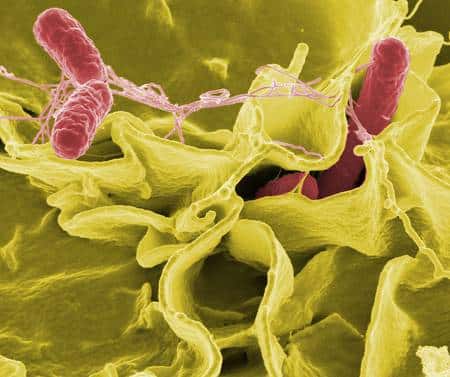 <em>Salmonella typhimurium</em>. © NIH, <em>Wikimedia Commons</em>, DP