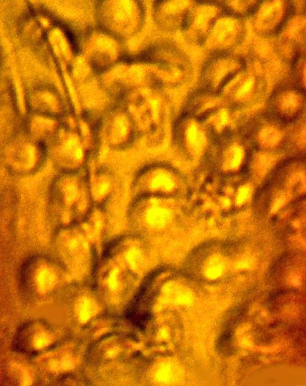 Les globules rouges sont si bien conservés qu'ils semblent avoir été préparés pour une observation au microscope avec des colorants. © George Poinar, <em>Oregon State University</em>