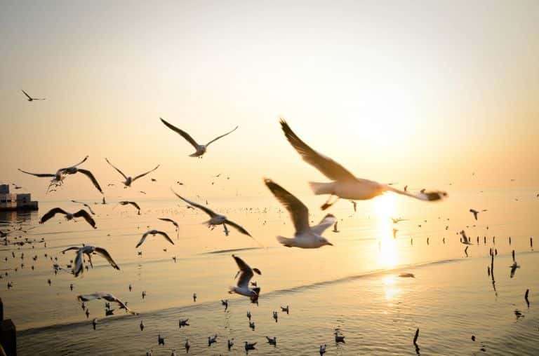 En Louisiane, la subsistance d'espèces sauvages d'oiseaux a permis de limiter la propagation de la fièvre du Nil. © Tom.Ruethai, Shutterstock.com