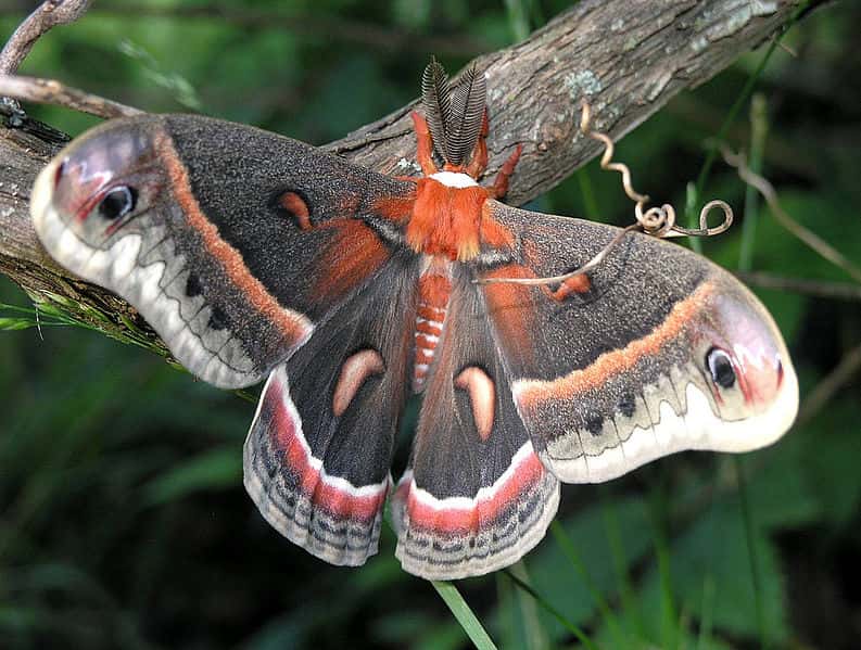 La saturnie cécropia est un papillon de nuit imposant, avec de grandes ailes noires et rouge orangé. © Marvin Smith, Wikipédia, cc by sa 2.0