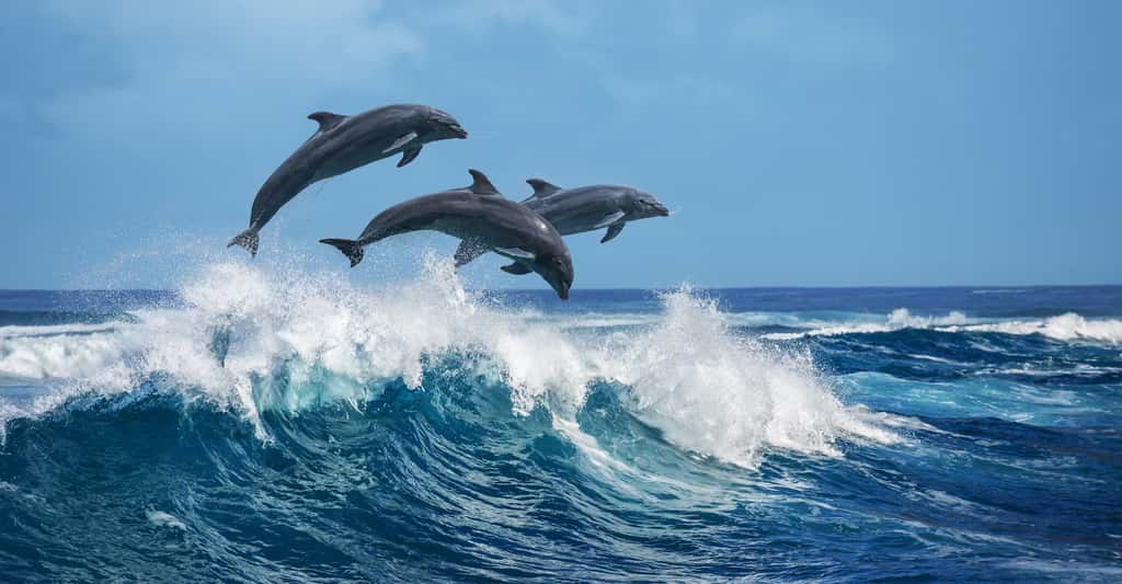 Pour <em>« ne pas refuser aux générations futures la possibilité de découvrir […] ces espèces sensibles, intelligentes, sociales et inspirantes »</em>, des chercheurs appellent à protéger baleines, dauphins et marsouins de toute urgence. © Willyam, Adobe Stock