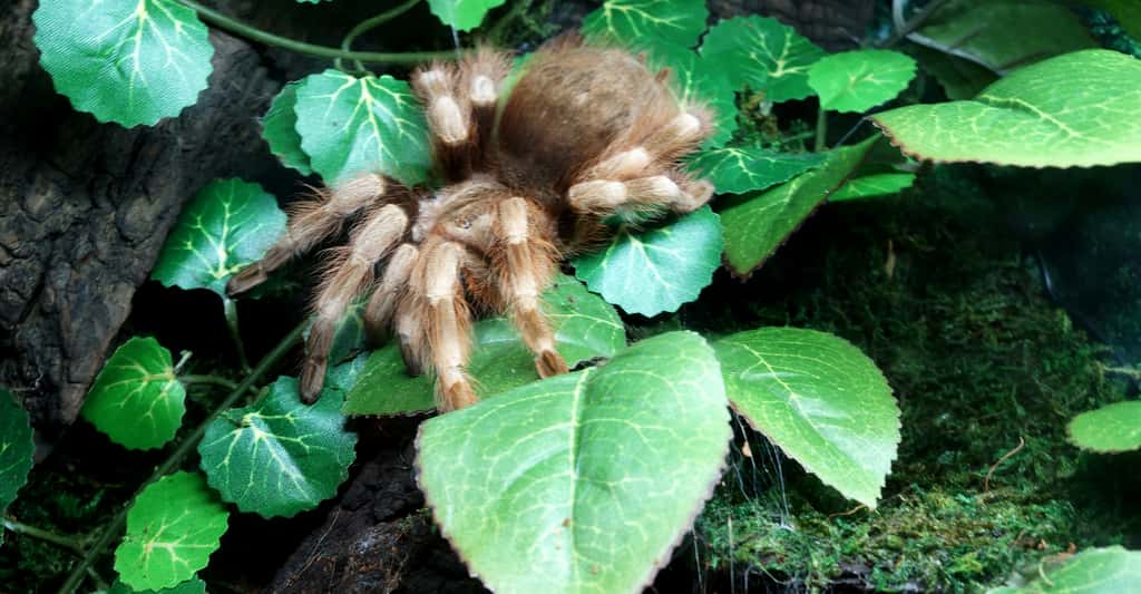 Certaines araignées tropicales sont extrêmement dangereuses, voire mortelles. Ici,<em> Nhandu coloratovillosus</em>. © Sebastian Szmigielski, <em>Wikimedia Commons</em>, CC by-sa 4.0