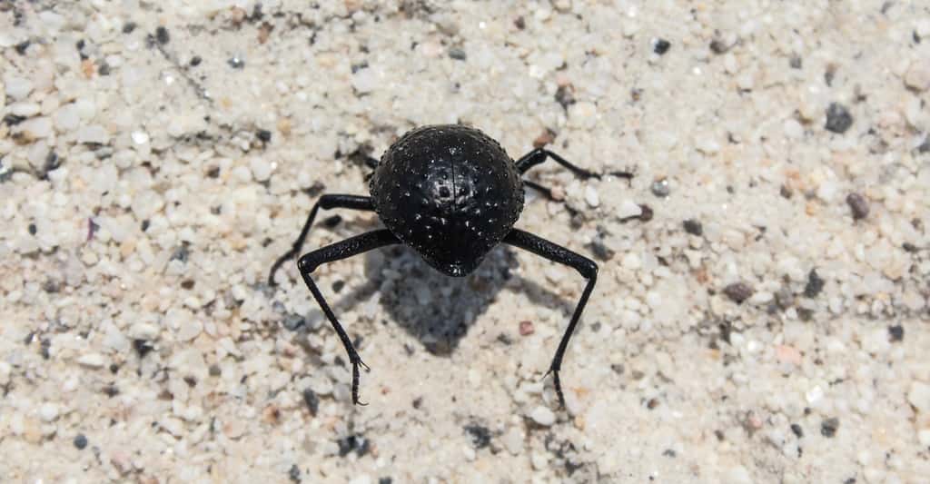 Le scarabée du désert et sa carapace bosselée. © mg photo, Fotolia