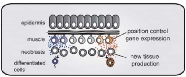 Ce schéma, issu de la publication, explique mieux la disposition et l'interaction entre les différents acteurs de la régénération tissulaire chez les planaires. Le tissu musculaire (<em>muscle</em>) repose sous l'épiderme (<em>epidermis</em>) des vers plats. Par l'expression de certains gènes, ils favorisent la différenciation des cellules souches appelées <em>neoblasts</em>. © Jessica Witchley <em>et al.</em>, <em>Cell Reports</em>