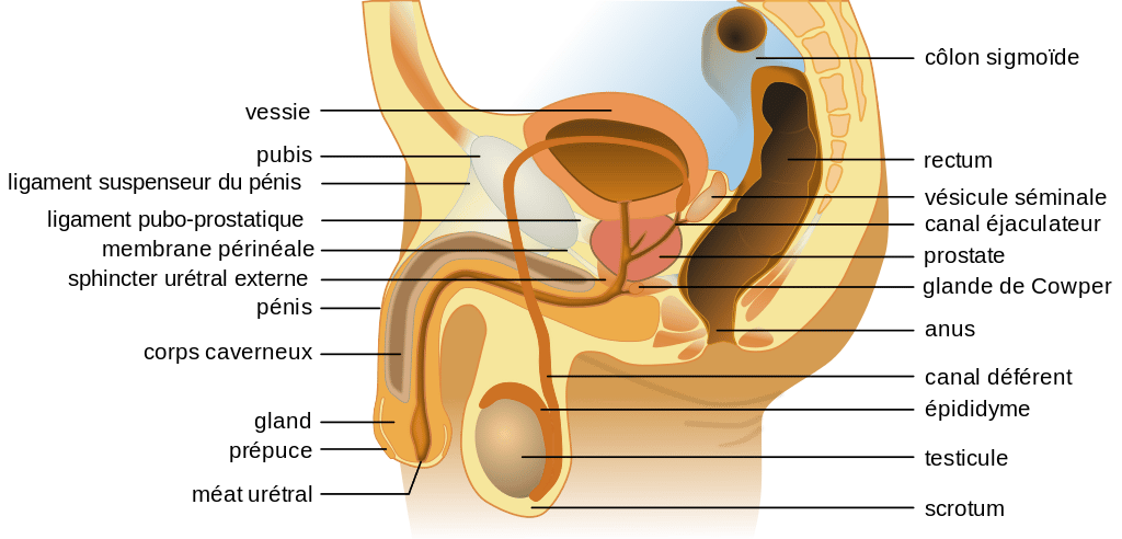 Schéma anatomique masculin représentant notamment le canal déférent. © Tsaitgaist, Wikimedia Commons, C by-sa 3.0