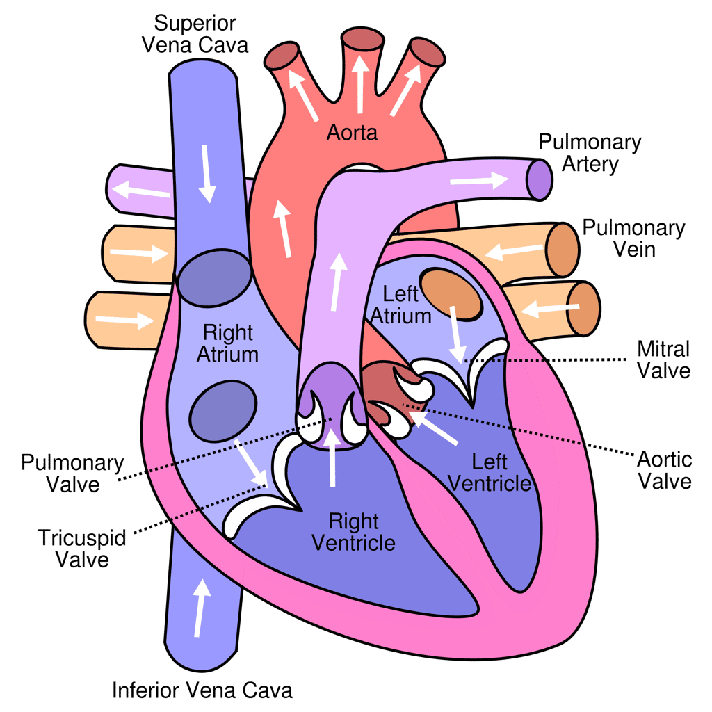 Schéma du cœur humain avec, en bas, le ventricule cardiaque droit (<em>Right Ventricle</em>) et le ventricule cardiaque gauche (<em>Left Ventricle</em>). © Wikimedia Commons, CC by-sa 3.0