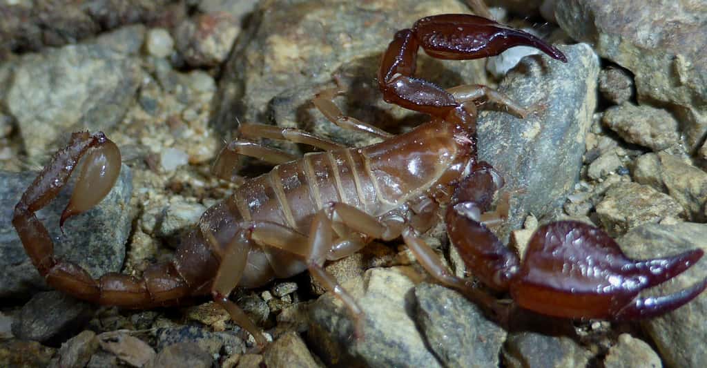 <em>Belisarius xambeui</em> est une espèce cavernicole de scorpions relativement rare en France, présente dans le sud-est des Pyrénées. © Totodu74, Wikimedia Commons, GNU