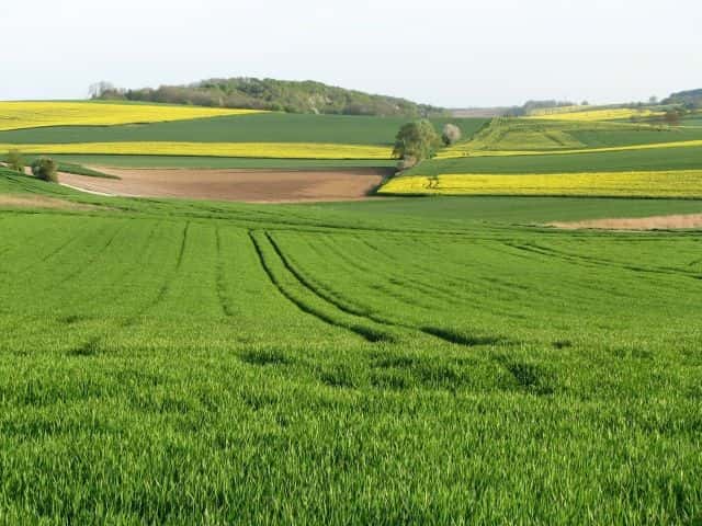 En 2009, environ 25.000 tonnes d'herbicides ont été utilisées en France, dont 90 % dans l'agriculture. © Buquet, shutterstock.com